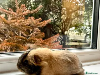 Guinea Pig rodents Long Haired Peruvian Guinea Pig - Boar! - Advert 20