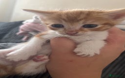 Mixed Breed cats for sale: 2 kittens for sale  - Image 6