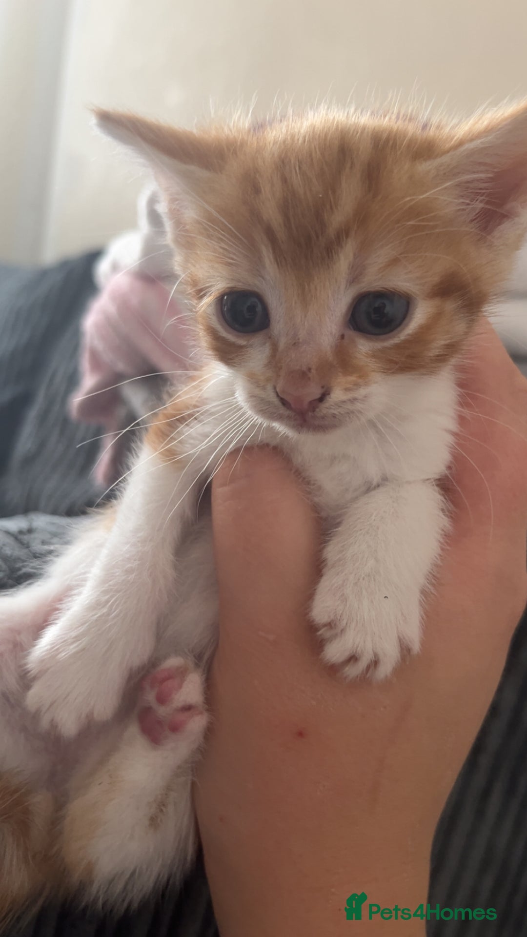 Mixed Breed cats for sale: 2 kittens for sale  - Image 6