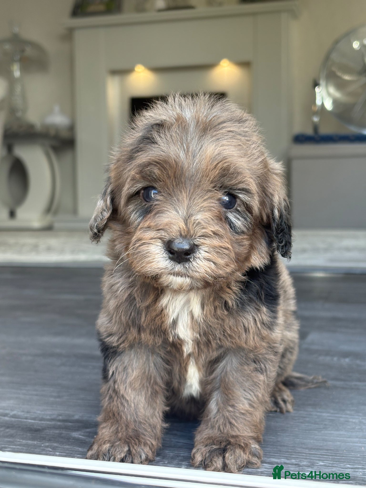 Cockapoo dogs Stunning f1 cockapoo puppies 🐶  - Advert 2