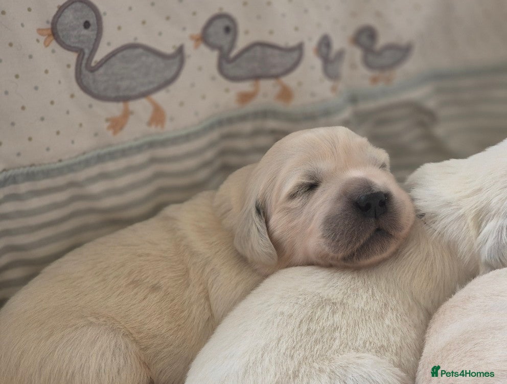 Golden Retriever dogs KC REGISTERED Golden Retriever puppies  - Advert 3