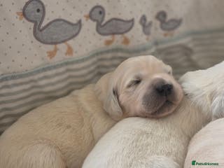 Golden Retriever dogs KC REGISTERED Golden Retriever puppies - Advert 3