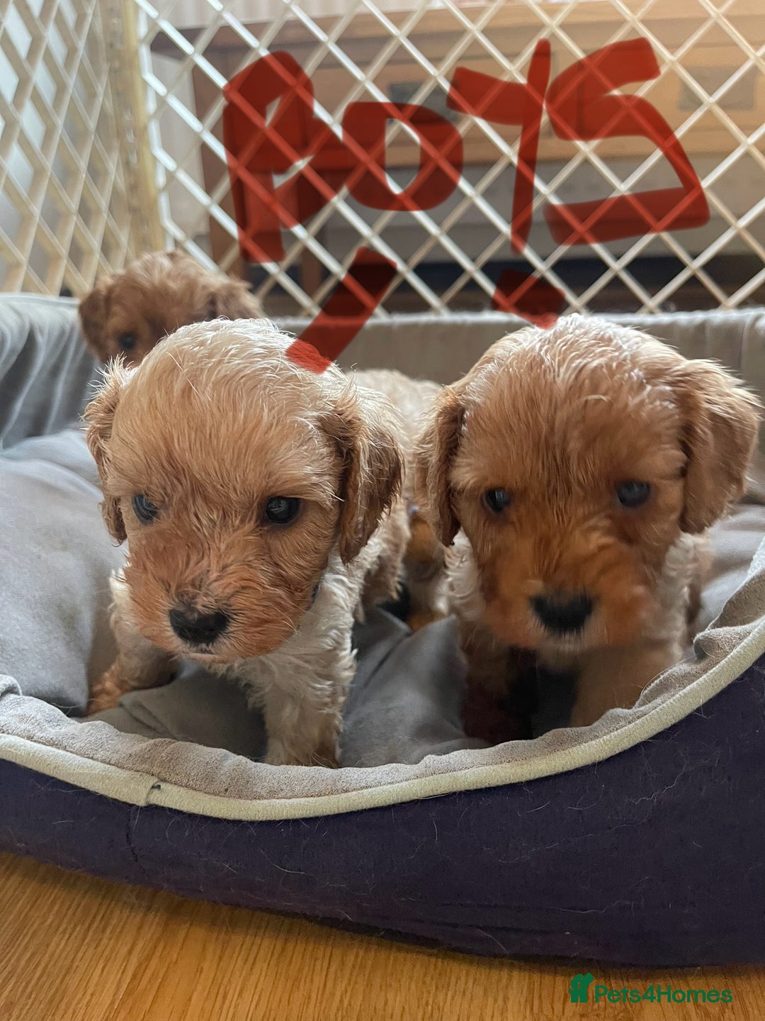 Cavapoo dogs for sale: Adorable toy Cavapoo pups apricot or fox red  - Image 7
