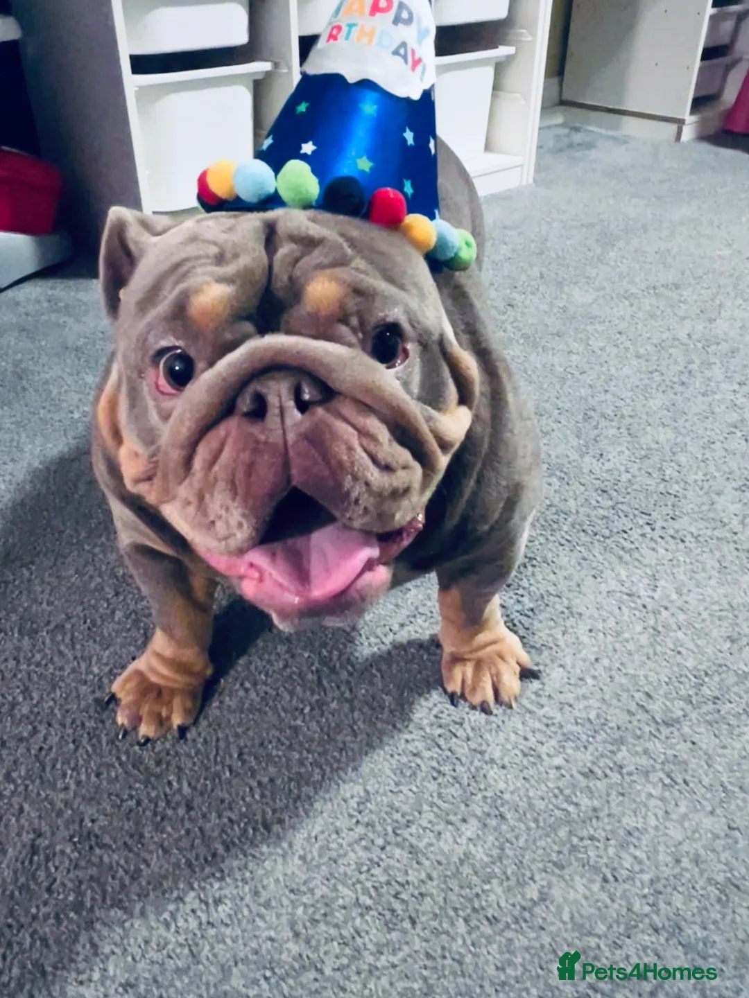 English Bulldog dogs for sale: Female un neutered Lilac Tan English Bulldog  - Advert 2