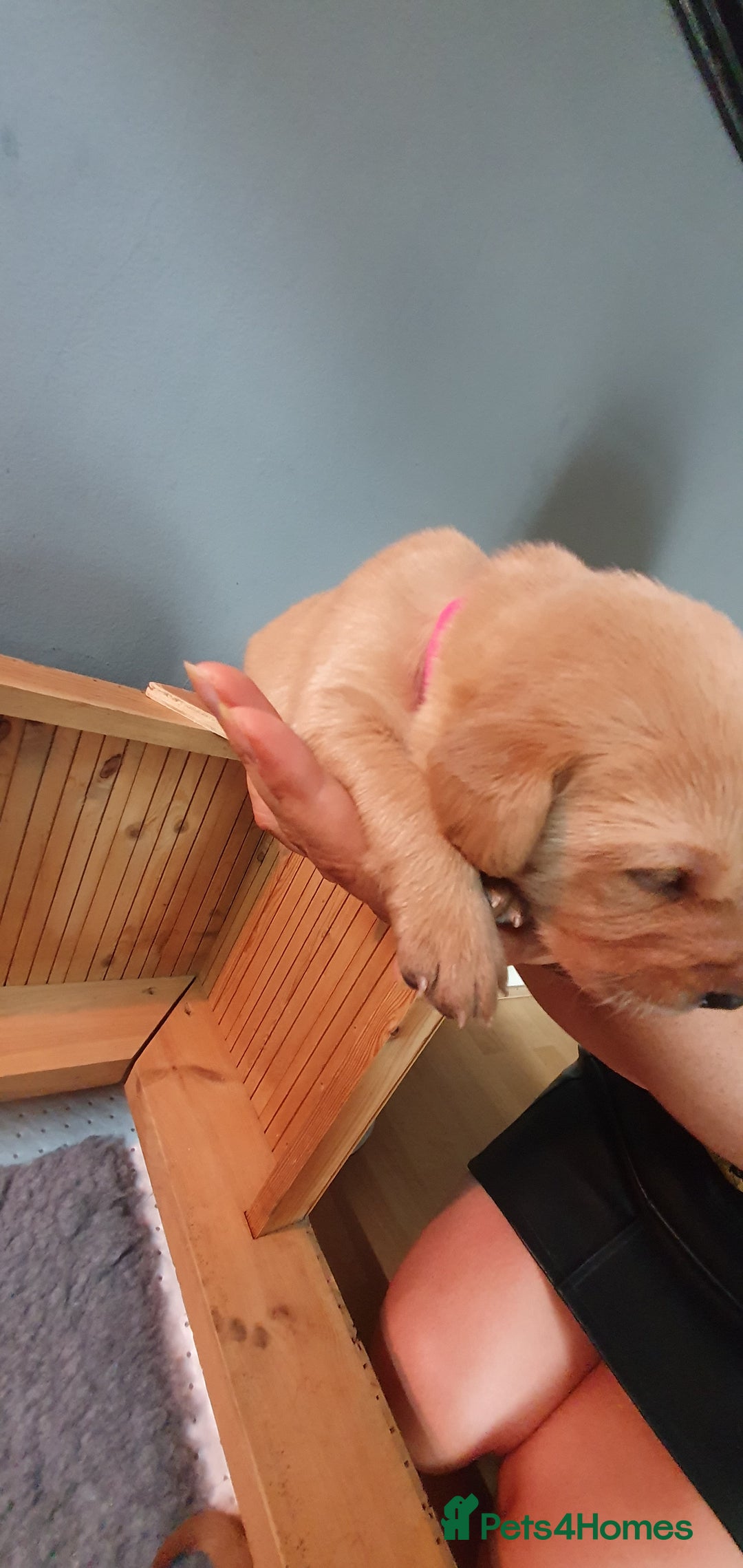 Labrador Retriever dogs for sale: Fox red Labrador - Image 5
