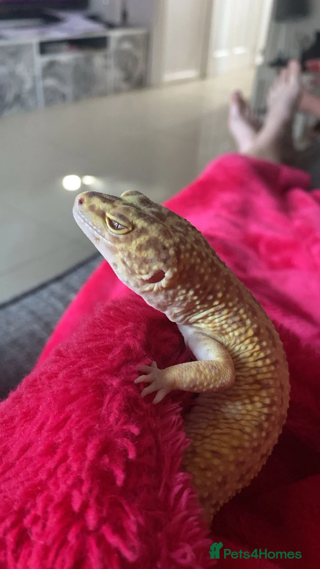 Leopard Gecko reptiles for sale: Leopard gecko for sale  - Advert 1