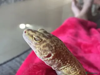 Leopard Gecko reptiles Leopard gecko for sale - Advert 10