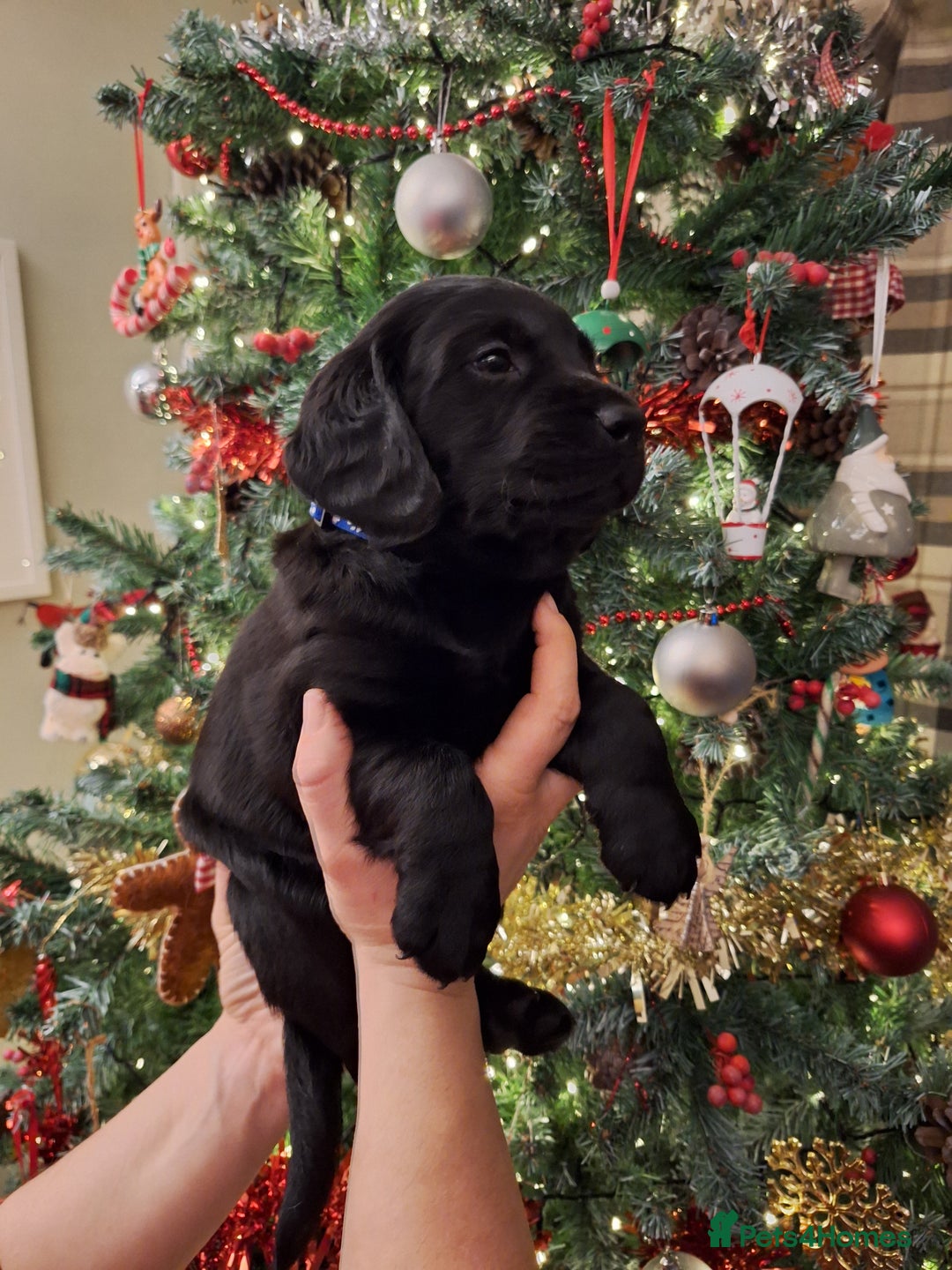 Cockerdor dogs for sale: stunning cockerdors (1left)🐶 5⭐️ licensed breeder - Advert 3