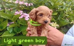 Goldendoodle dogs for sale: Stunning Miniature Goldendoodles - Image 11