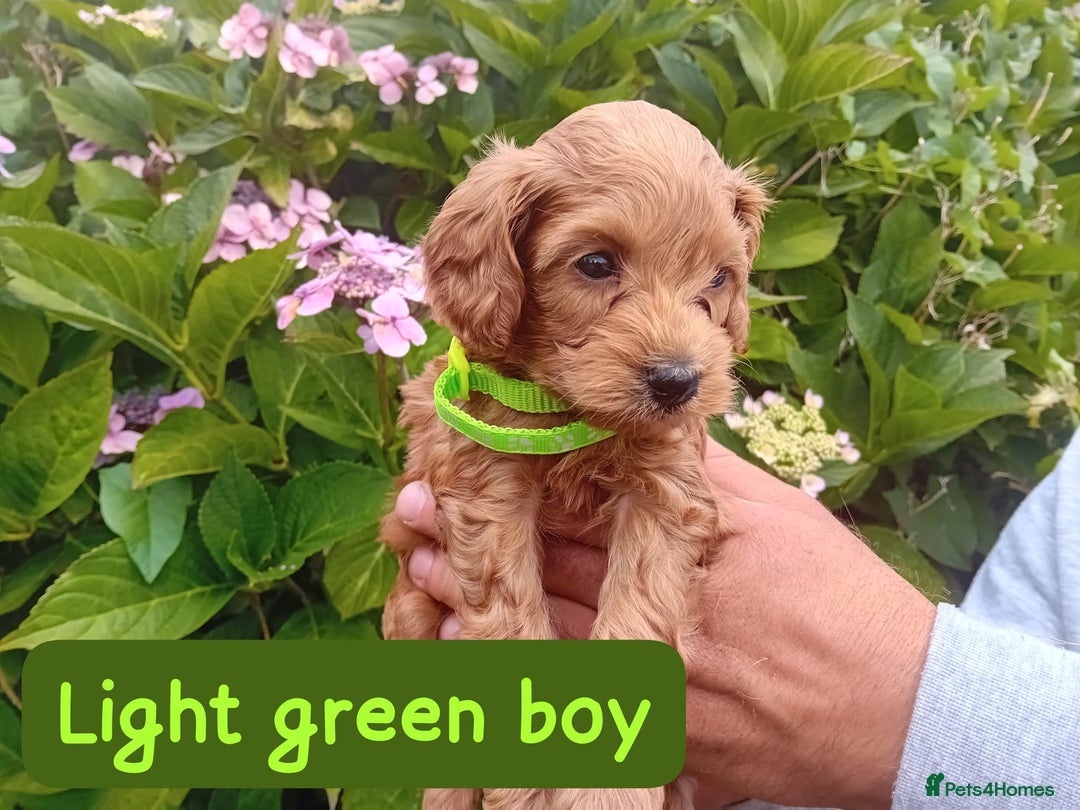 Goldendoodle dogs for sale: Stunning Miniature Goldendoodles - Image 11