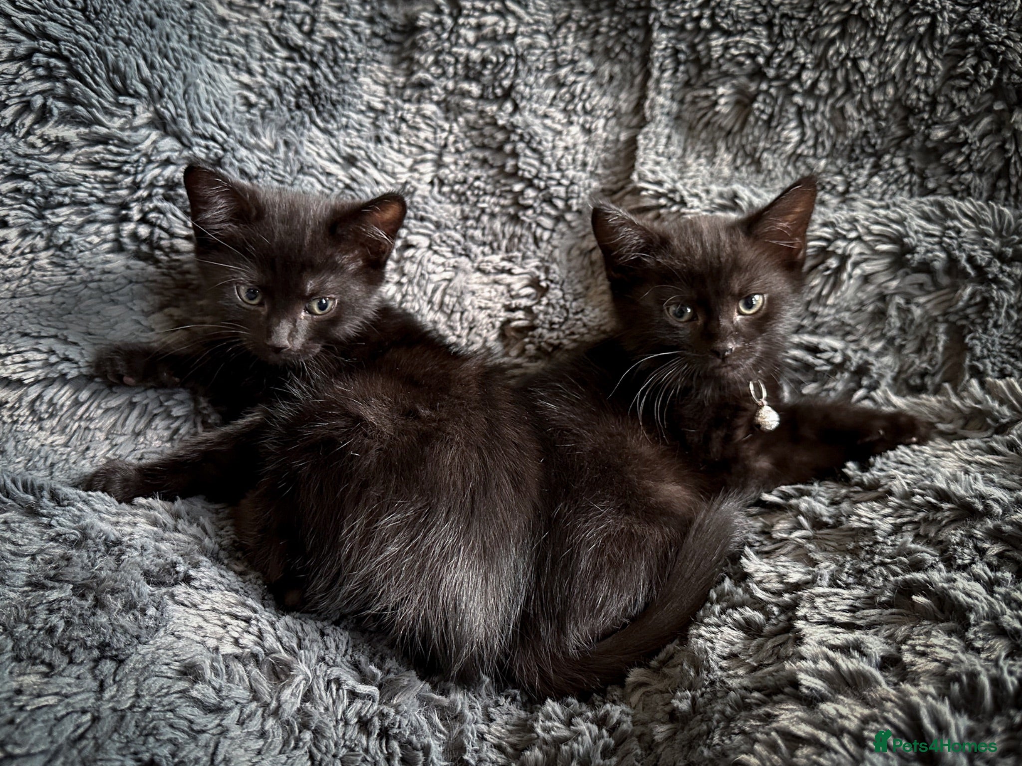 Mixed Breed cats 4 stunning kittens - Advert 1
