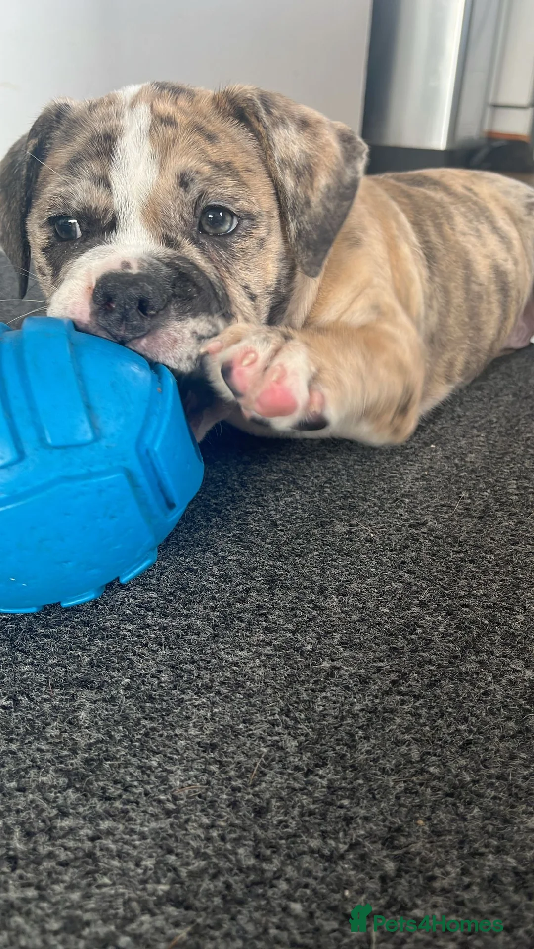 Olde English Bulldogge dogs for sale: Old English bulldog for sale  - Advert 6