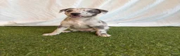 Whippet dogs for sale: Beautiful working whippets  - Advert 6