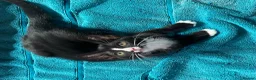 Mixed Breed cats for sale: Cute kittens for sale KT4 - Advert 4