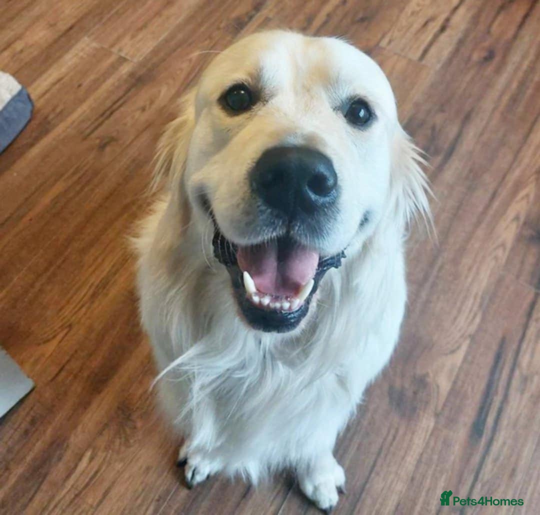 Golden Retriever dogs for sale: Golden retriever puppys - Advert 7