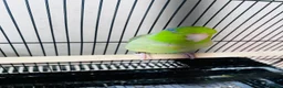 Parakeets birds for sale: SEMITAME Male parrotlet with setup  - Advert 4
