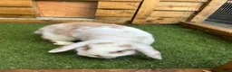 Mini Lop rabbits for sale: Purebred baby male mini lop  - Advert 6