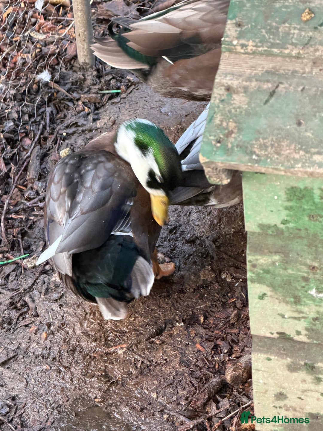 Ducks poultry for sale: Make grey call Duck - Advert 4