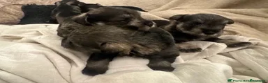 Miniature Schnauzer 4