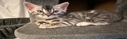 Bengal cats for sale: Stunning Silver Charcoal Bengal boy - Advert 2