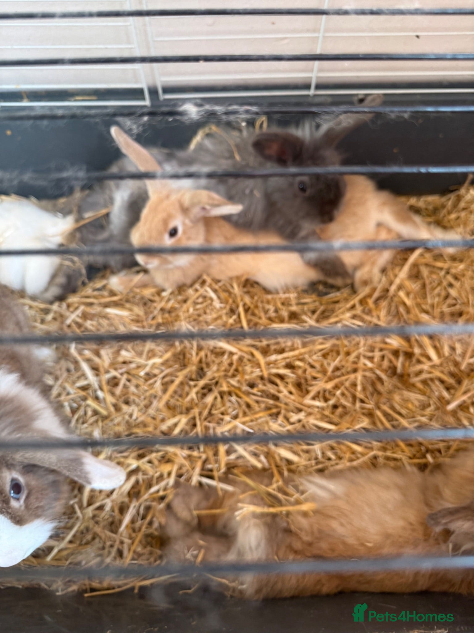 Mixed Breed rabbits Rabbits for sale  - Advert 1