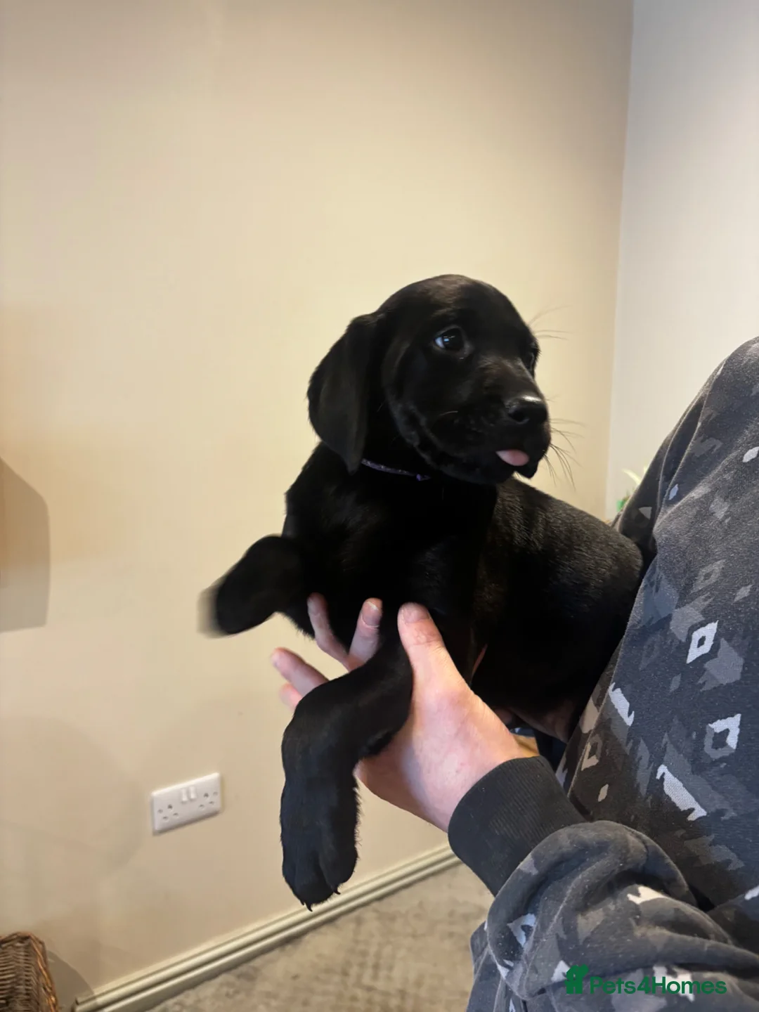 Labrador Retriever dogs for sale: Lovely black lab puppy  - Advert 24