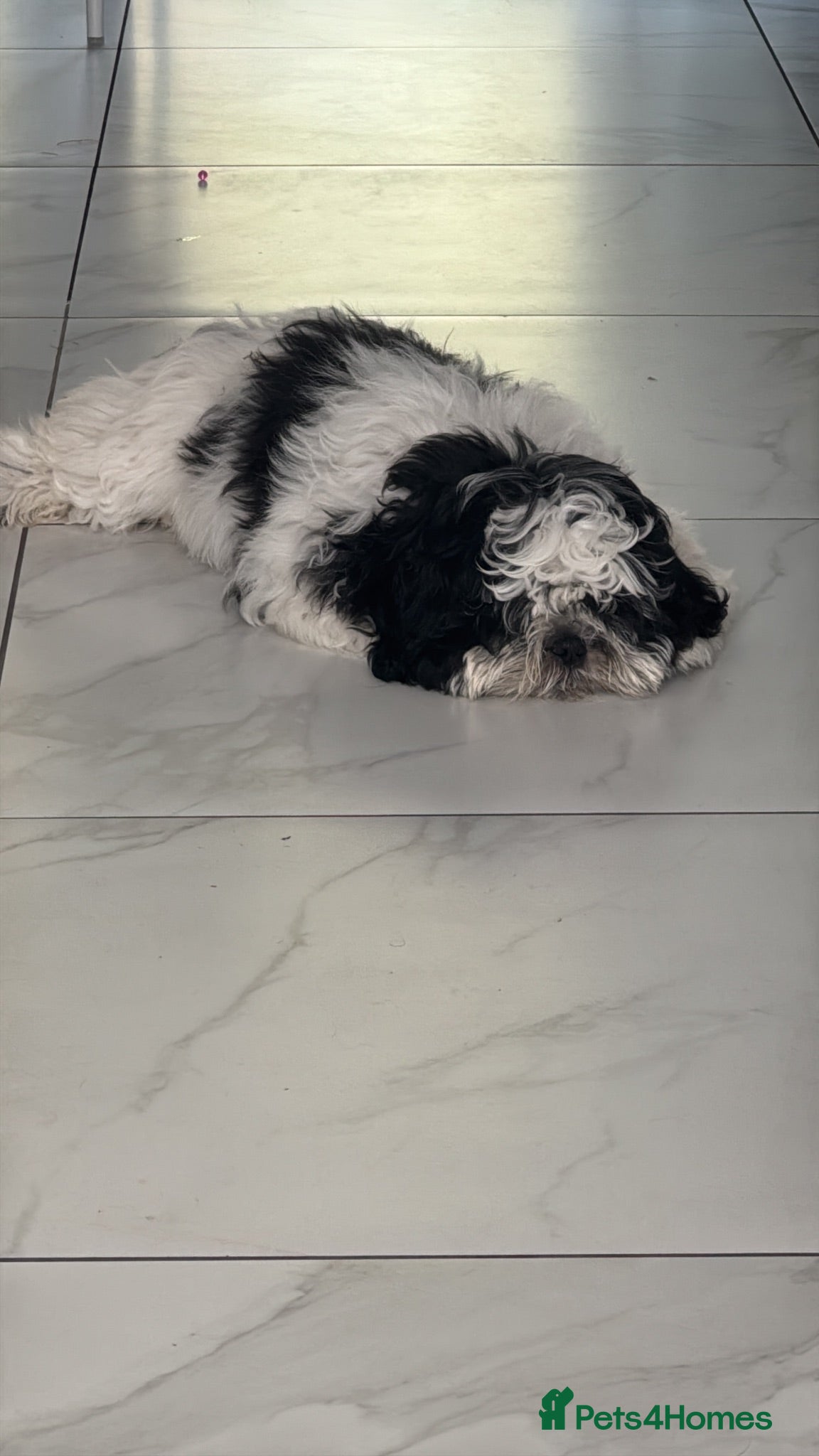 Shih Tzu dogs Female  - Advert 9