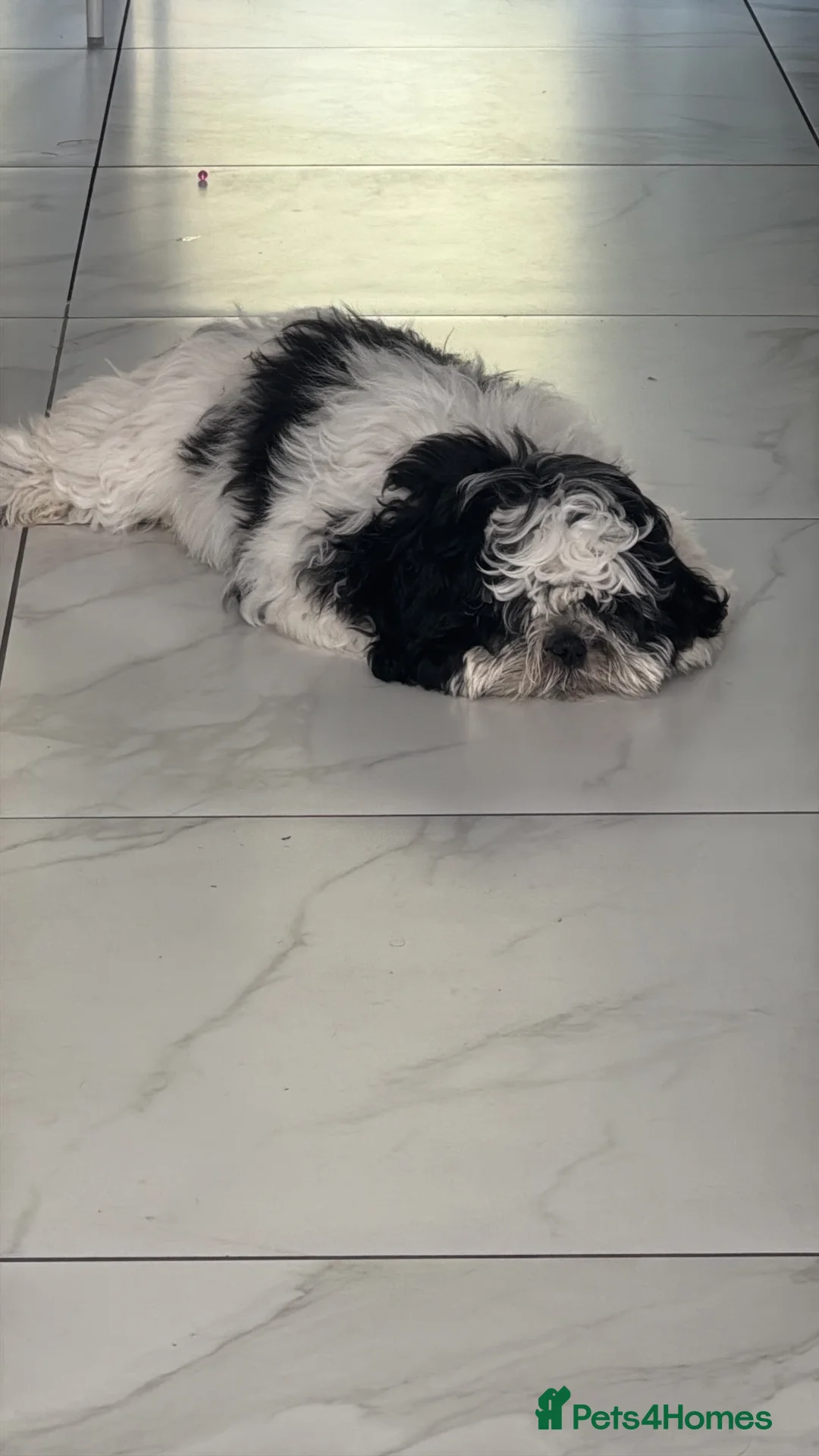 Shih Tzu dogs for sale: Female  - Advert 1