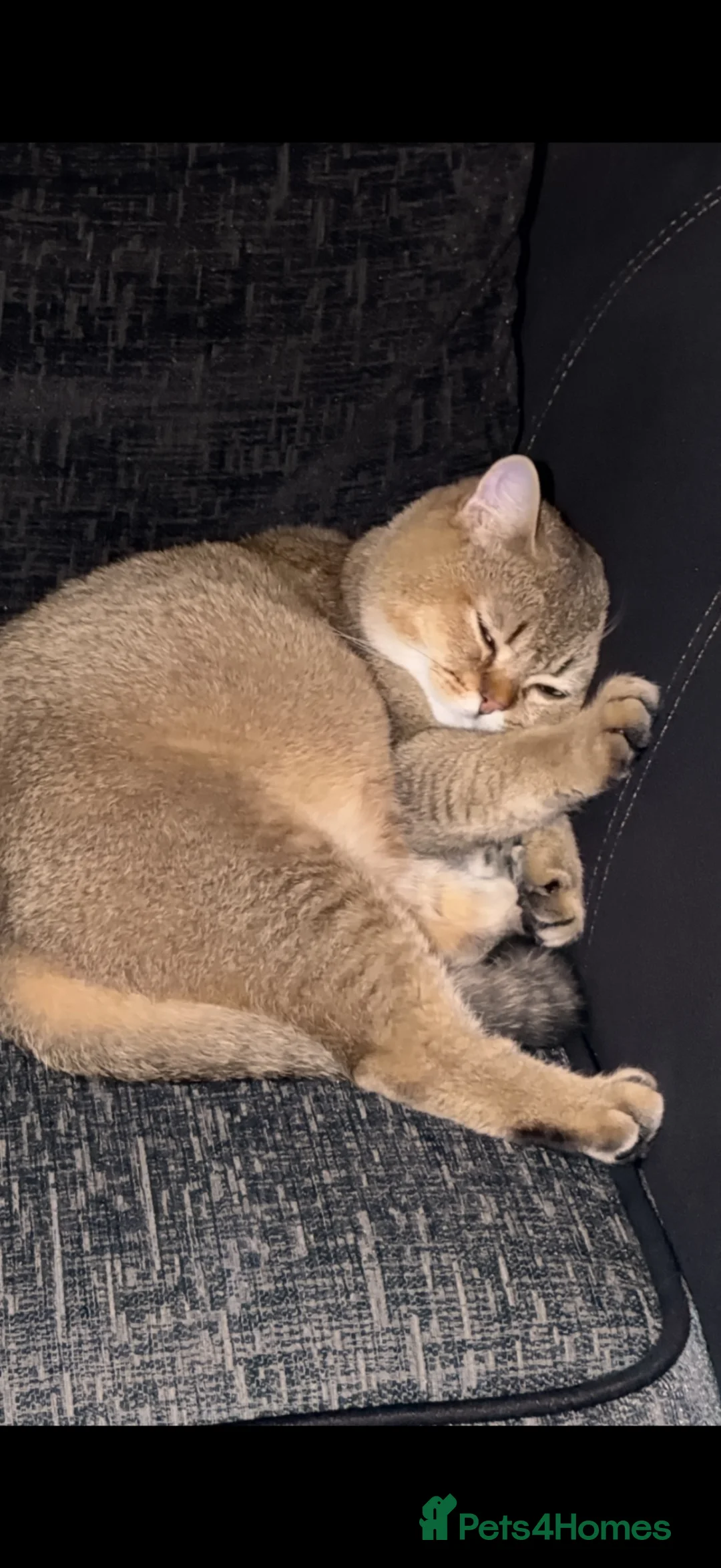 British Shorthair cats for sale: British Shorthair Golden Shaded Boy in Darwen - Advert 2