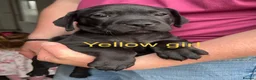 Mixed Breed dogs for sale: Bulldog Labrador mix puppies  - Advert 2