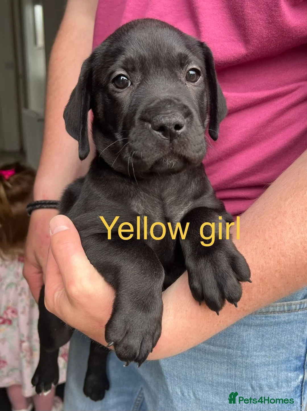 Mixed Breed dogs for sale: Bulldog Labrador mix puppies  - Advert 2