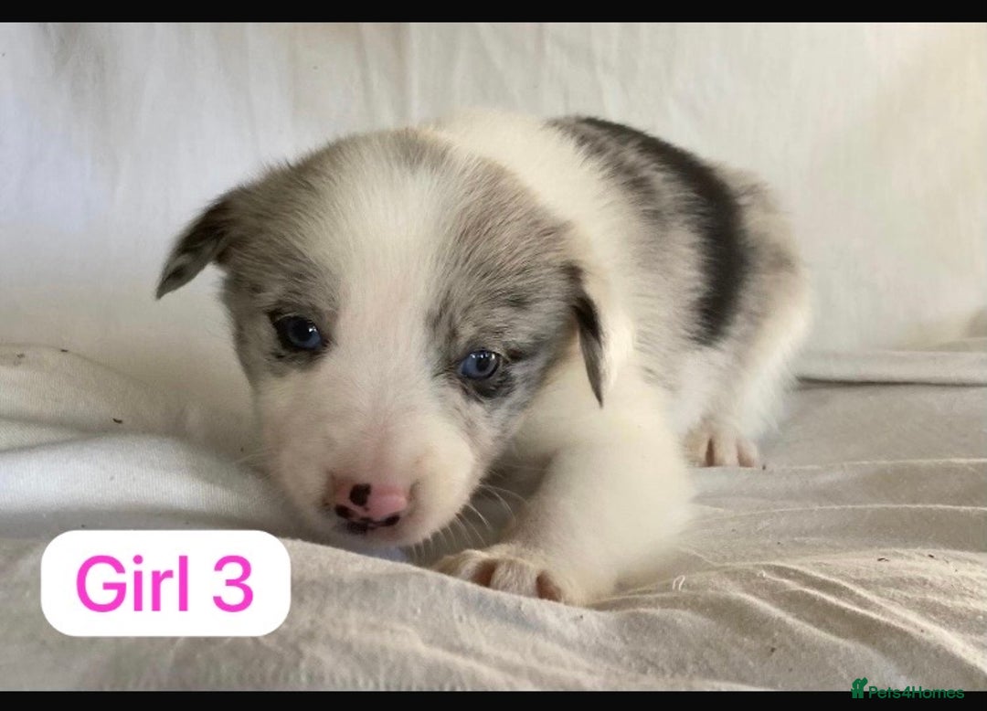 Border Collie dogs for sale: KC registered border collie puppies - Advert 13