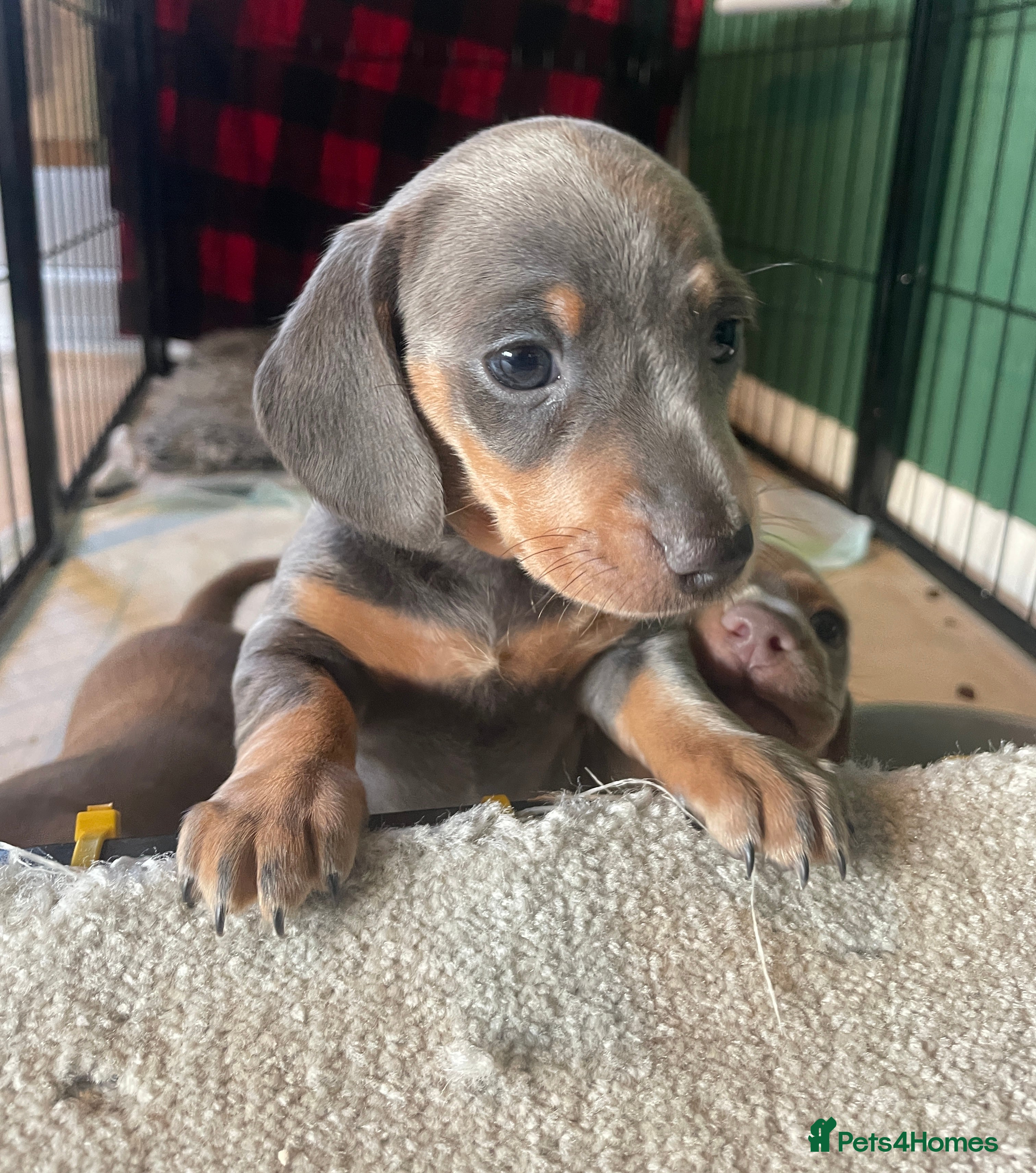 Miniature Dachshund dogs Kc Reg smooth hair miniature dachshund - Advert 14