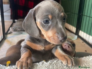 Miniature Dachshund dogs Kc Reg smooth hair miniature dachshund - Advert 10