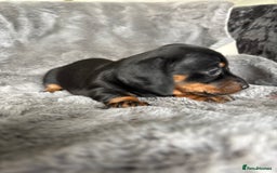 Miniature Dachshund dogs for sale: Stunning mini smooth dachshund pups  - Image 7