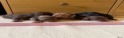 Miniature Dachshund dogs for sale: KC miniature long haired dachshund puppies  - Advert 6