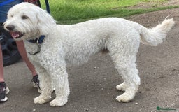 Labradoodle dogs for stud: Very special Australian labradoodle stud dog in Bedford - Image 5