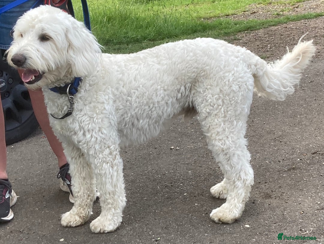 Labradoodle dogs for stud: Very special Australian labradoodle stud dog in Bedford - Image 5