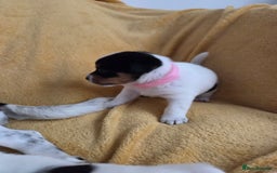Jack Russell dogs for sale: Tricolour short legs Jack Russell  - Image 2