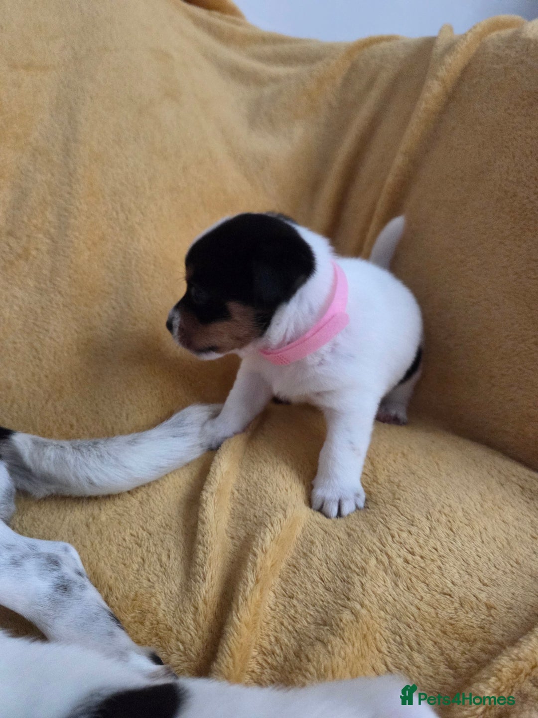 Jack Russell dogs for sale: Tricolour short legs Jack Russell  - Image 2