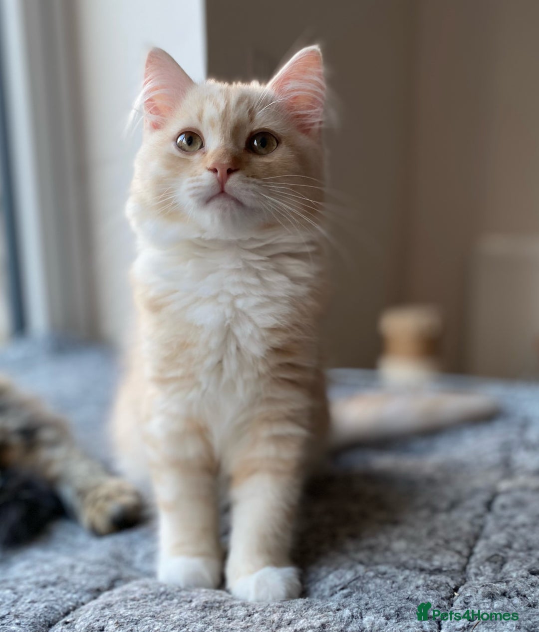 Siberian cats for sale: ✨ Siberian Kitten (ready for her new home now) ✨ - Image 8