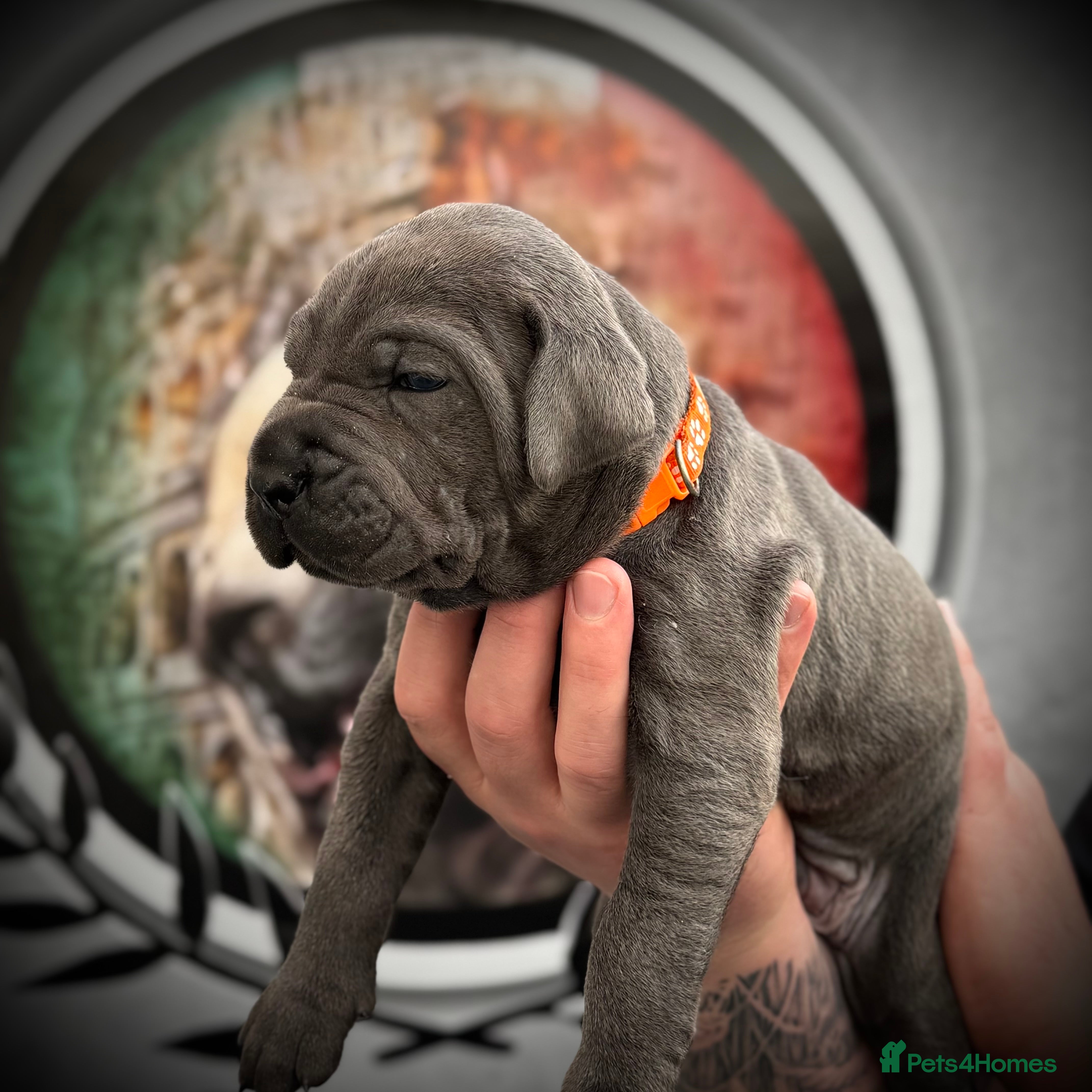 Cane Corso dogs 🐾 PatoSquad Cane Corso – Premium Litter 🐾 - Advert 1