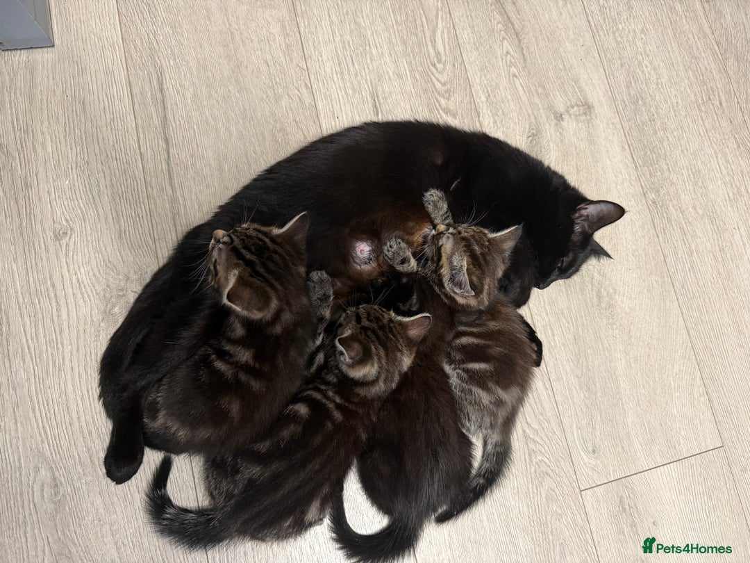 Mixed Breed cats for sale: Adorable Kittens Ready for Their Forever Homes - Image 8