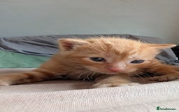 Domestic Shorthair cats for sale: 1 male ginger and 2 female black and white cats - Image 2