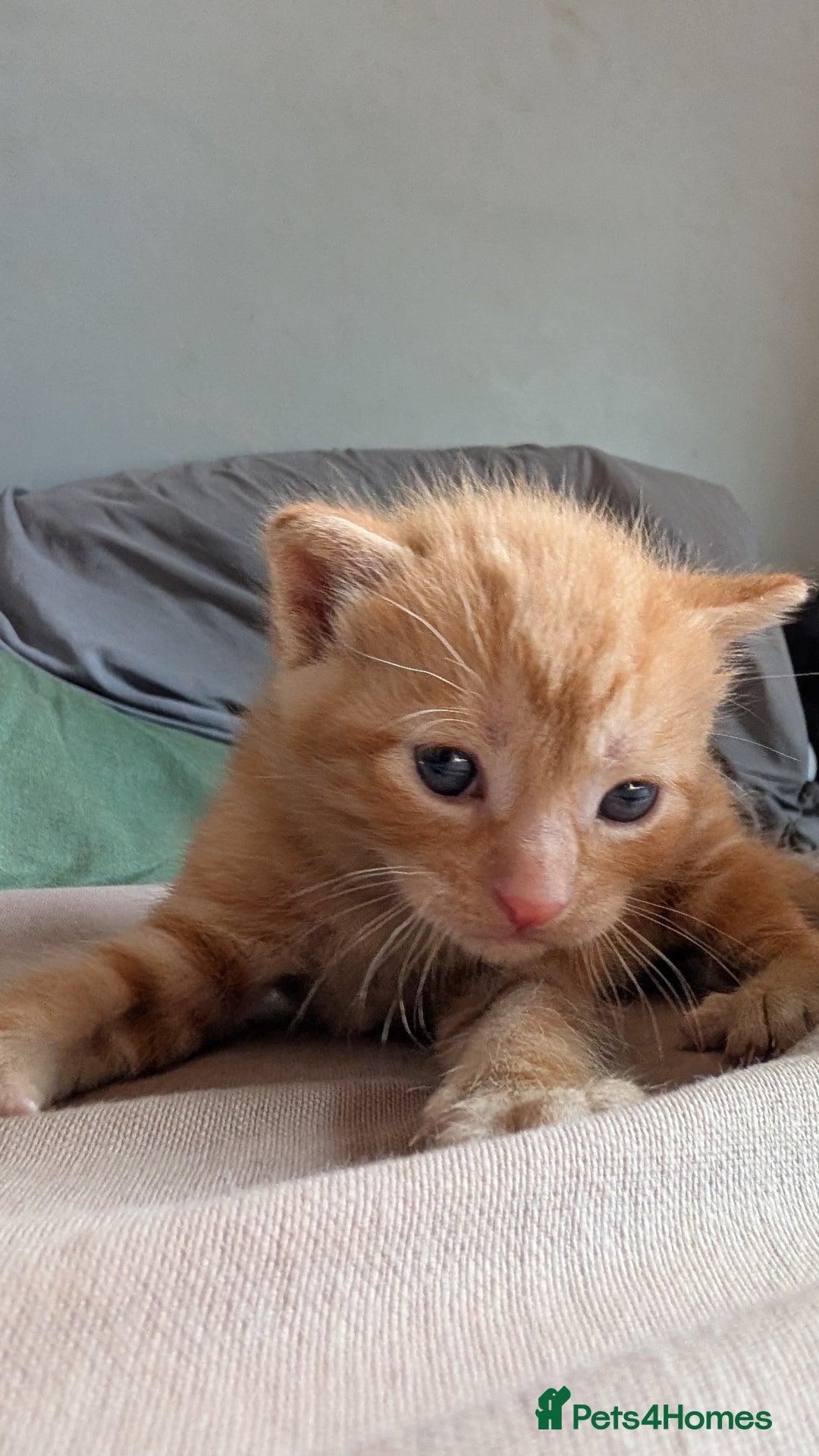 Domestic Shorthair cats for sale: 1 male ginger and 2 female black and white cats - Image 2