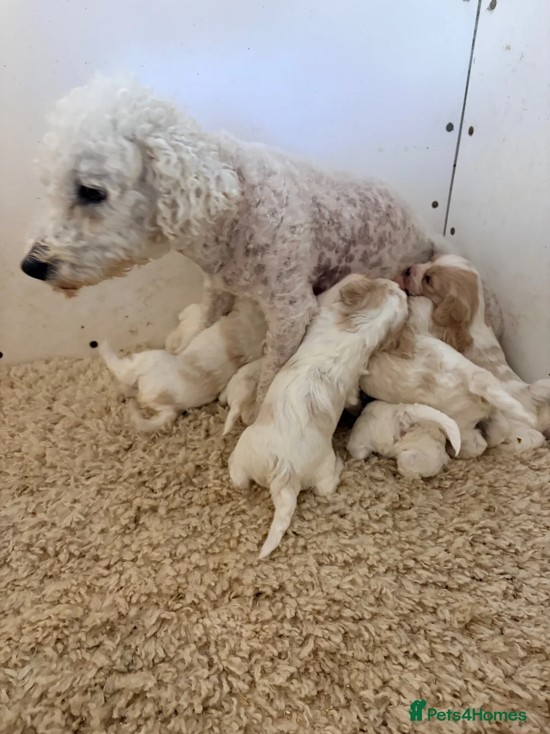 Cavachon dogs for sale: Cavachon puppies  in Wickford - Advert 2