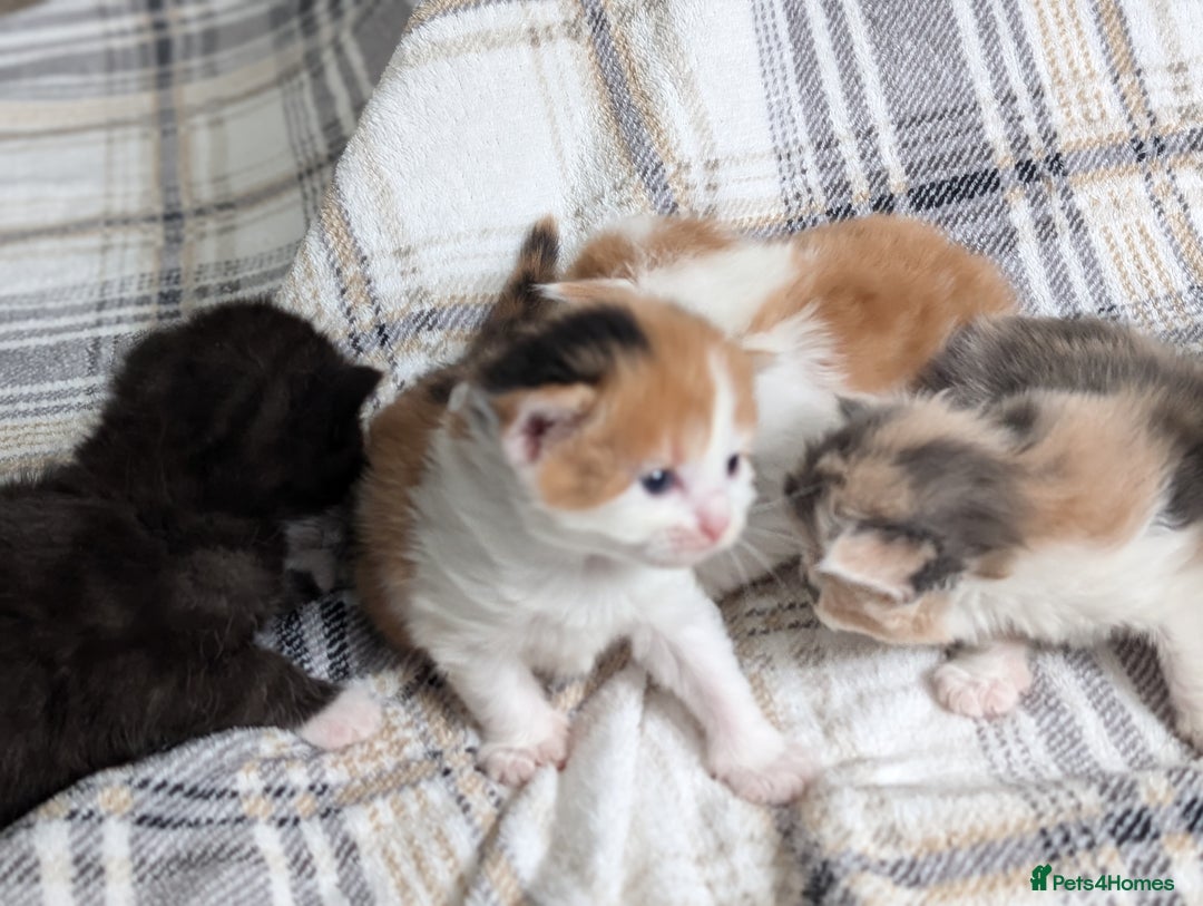 Mixed Breed cats for sale: Beautiful healthy kittens 😍😍 - Image 11