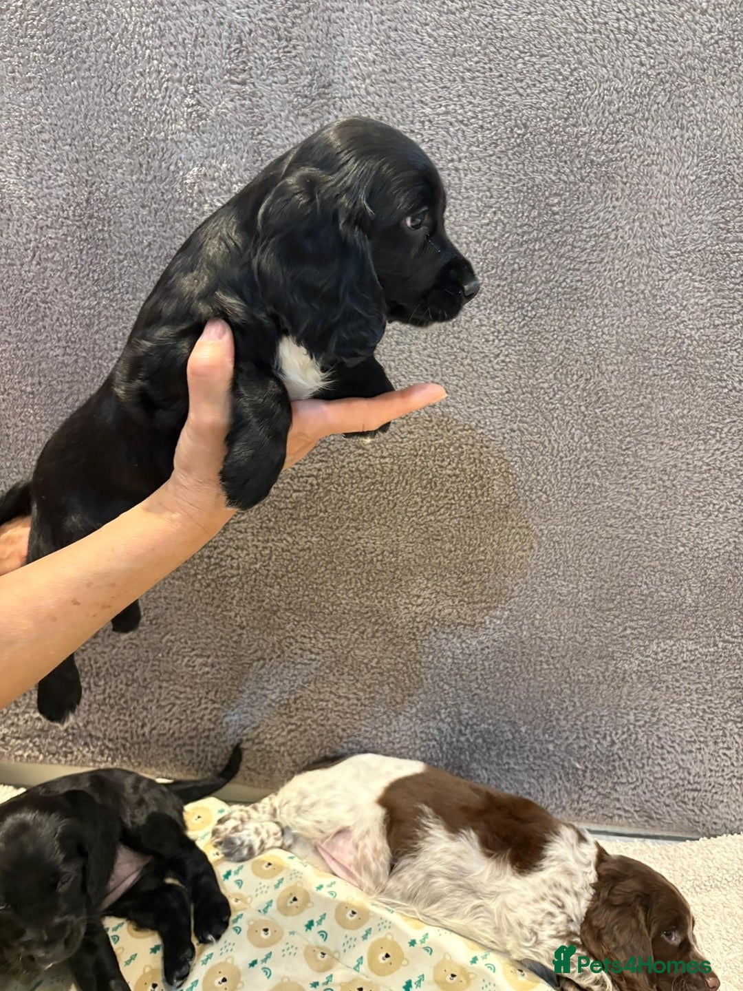 Cocker Spaniel dogs for sale: Pedigree show kc parents DNA health tested    - Advert 26