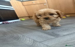 Cavapoo dogs for sale: 5 beautiful F1 cavapoo puppies - Image 7