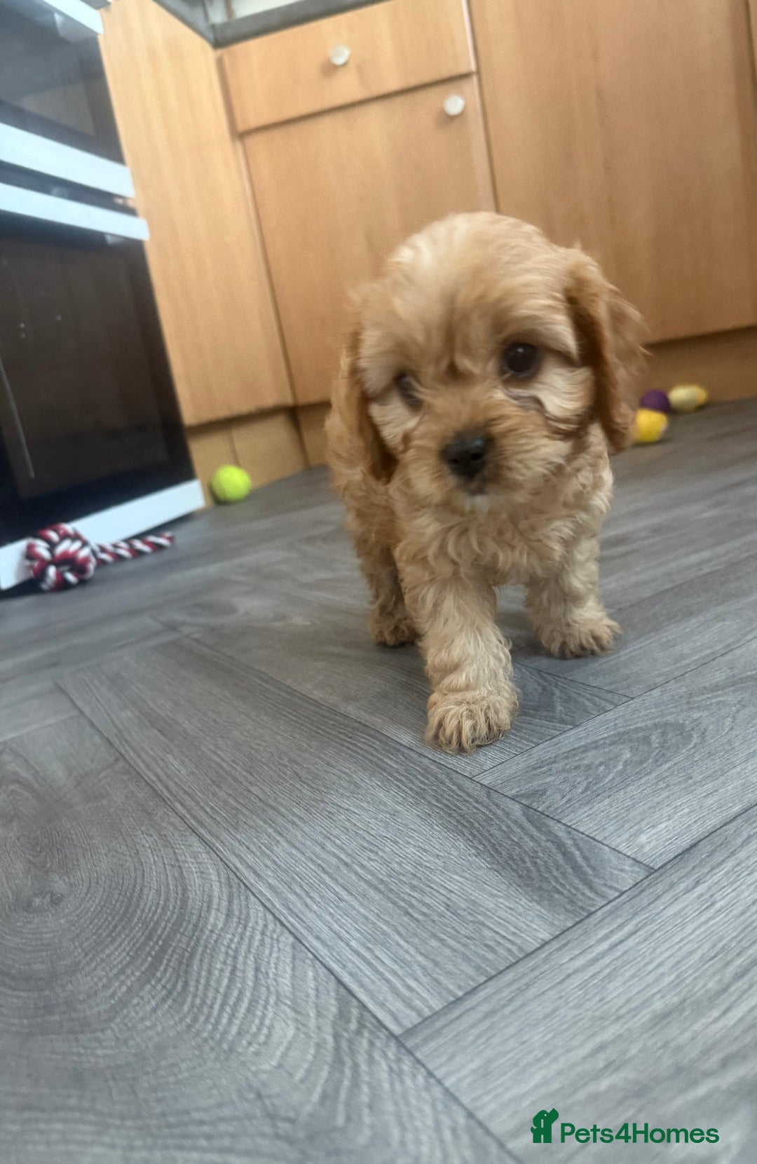 Cavapoo dogs for sale: 5 beautiful F1 cavapoo puppies - Image 7